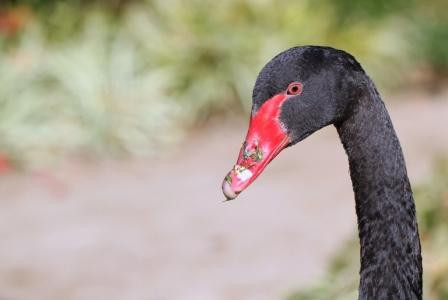 墨尔本皇家植物园-墨尔本必去景点