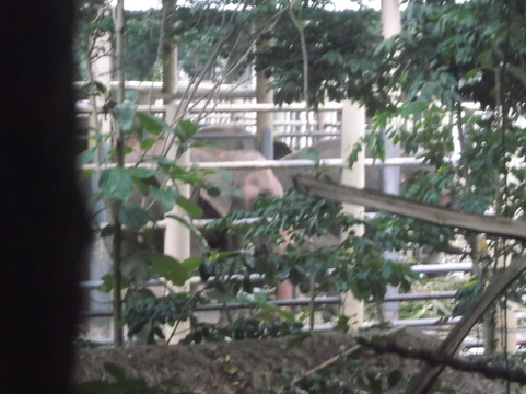 大象自然保护公园-清迈必去景点