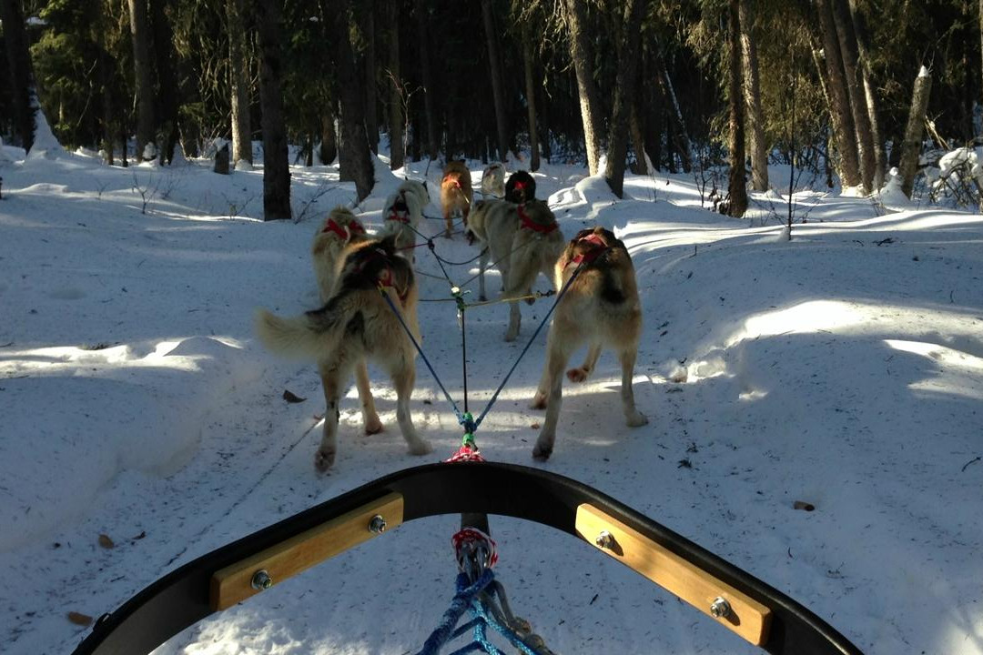 Muzzy's Place Dogsled Adventure -  Day Tours-费尔班克斯必去景点