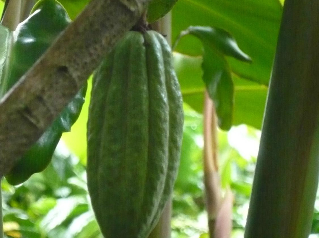 Oka Agro Wisata景点图片