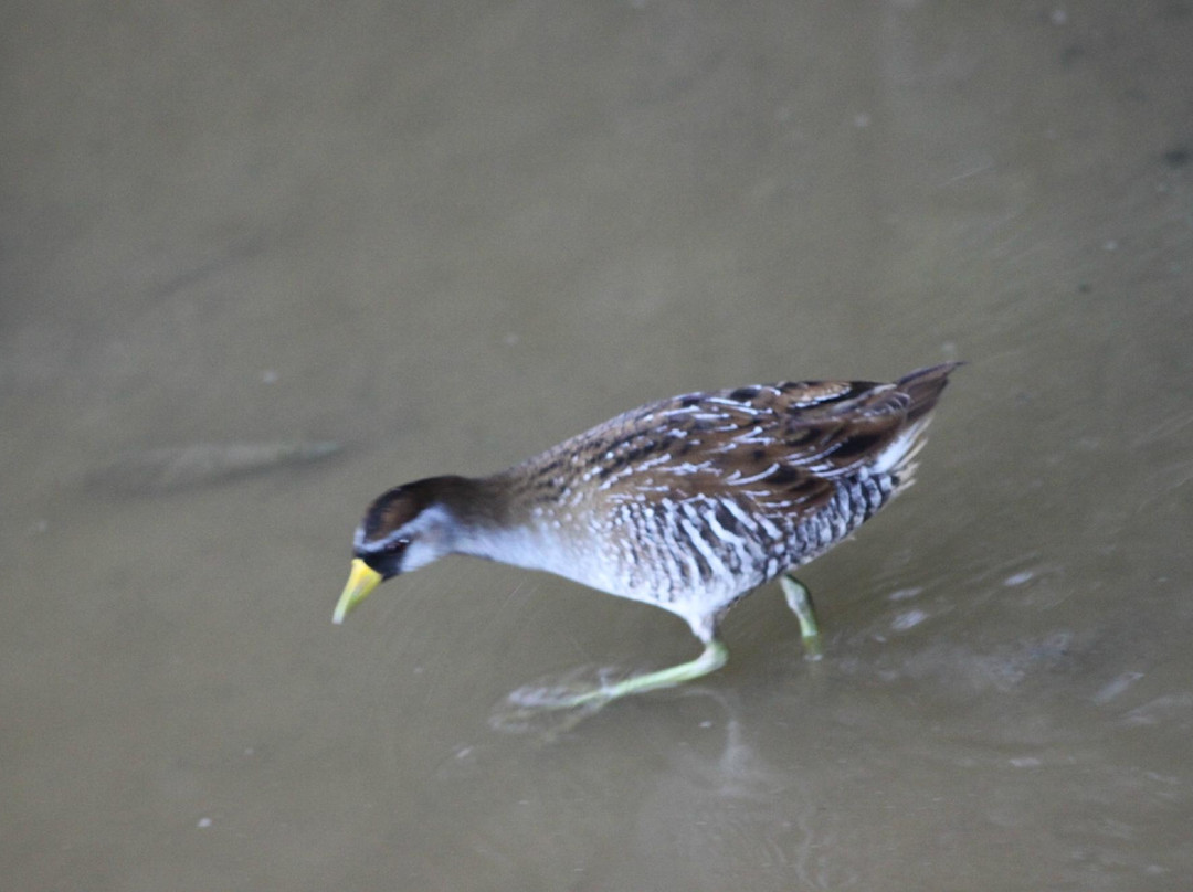 Francis Bay Trail-维尔京群岛国家公园必去景点