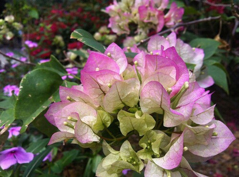 文曾路怪坡-厦门市必去景点