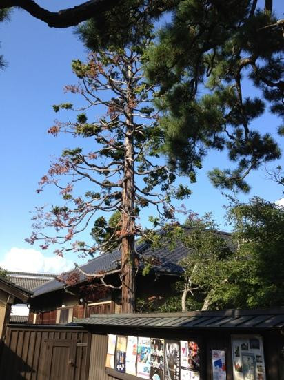 Tanaka Honke Museum-须坂市必去景点