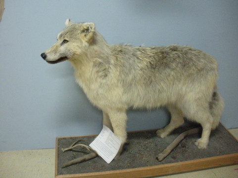 Alaska Museum of Science & Nature-安克雷奇必去景点