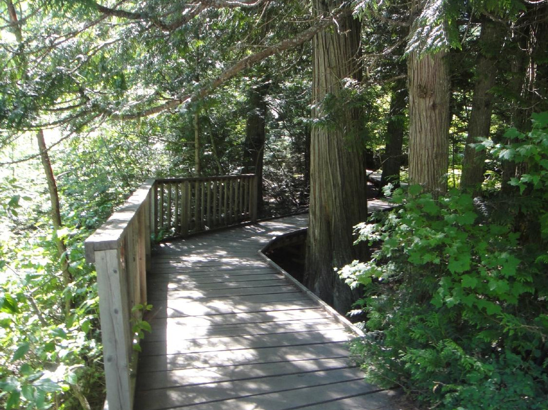 Trail of the Cedars-冰河国家公园必去景点