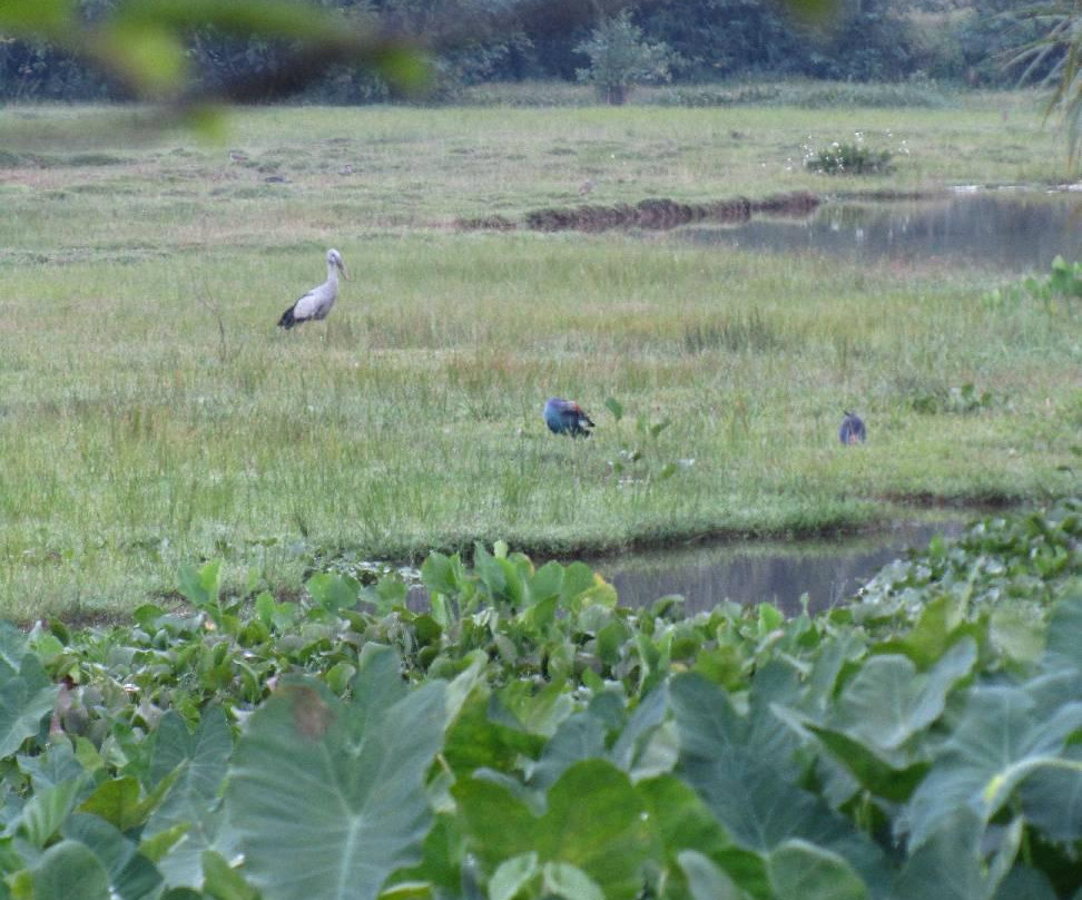 国家野生动物园-科伦坡必去景点