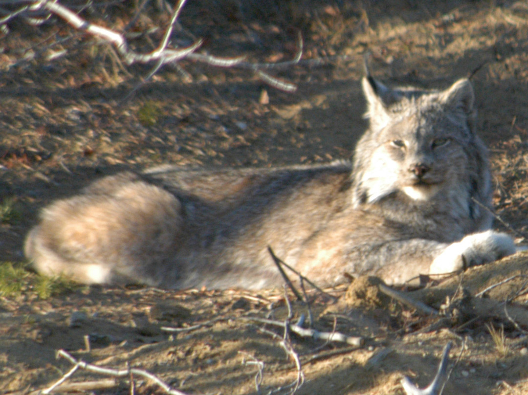 木野牛国家公园-Northwest Territories必去景点