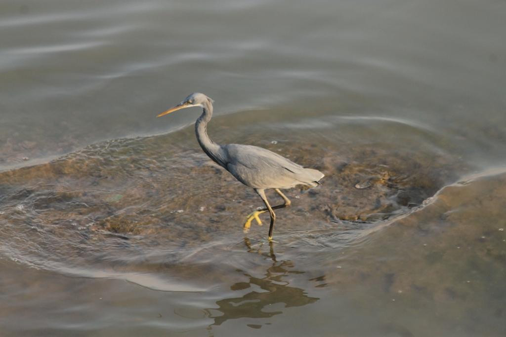 Sewri Jetty-孟买必去景点