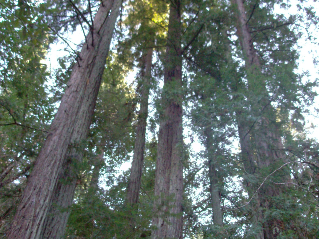 Bothe-Napa State Park景点图片