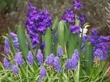 Nannup Lavender Farm景点图片