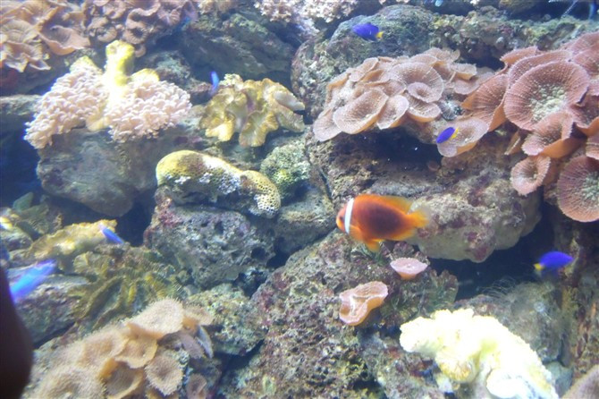 厦门海底世界-厦门市必去景点