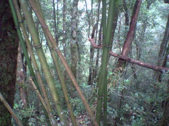 Sabandar Bay Resort主图