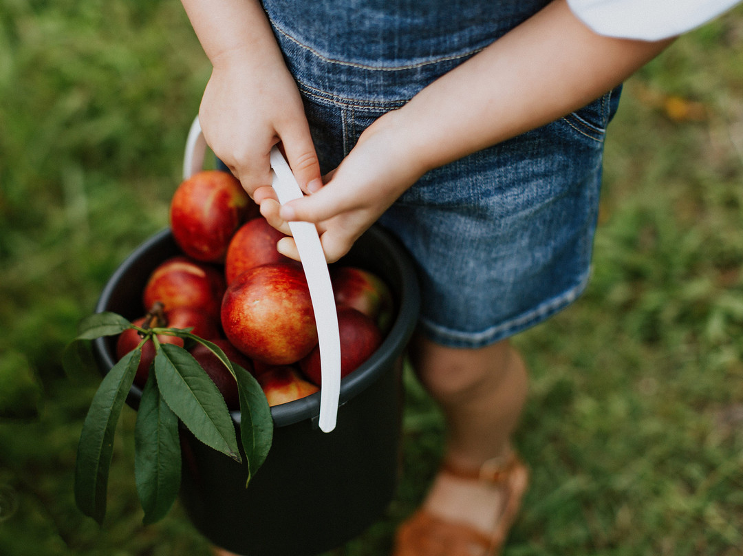The Peach Farm Camping景点图片