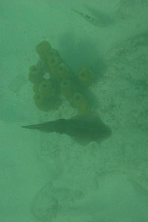 Malmok Beach-棕榈/鹰海滩必去景点