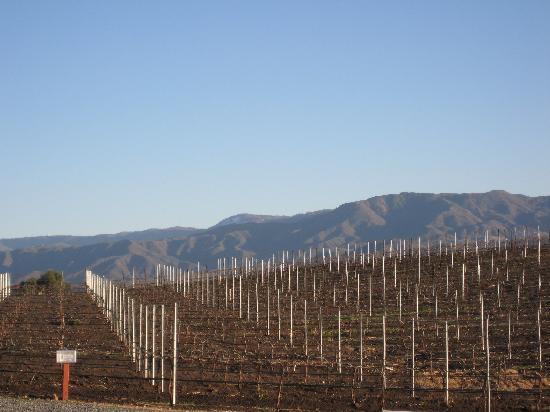 Mount Palomar Winery-特曼库拉必去景点