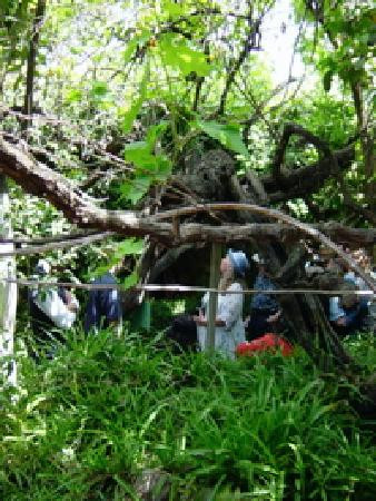 福雷斯蒂耶雷地下公园景点图片