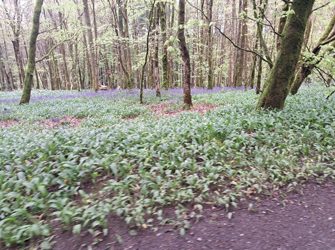 Rossmore Forest Park, Monaghan-Monaghan必去景点