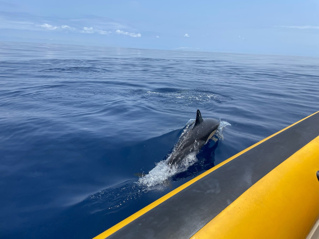 Azores Whale Watching TERRA AZUL景点图片