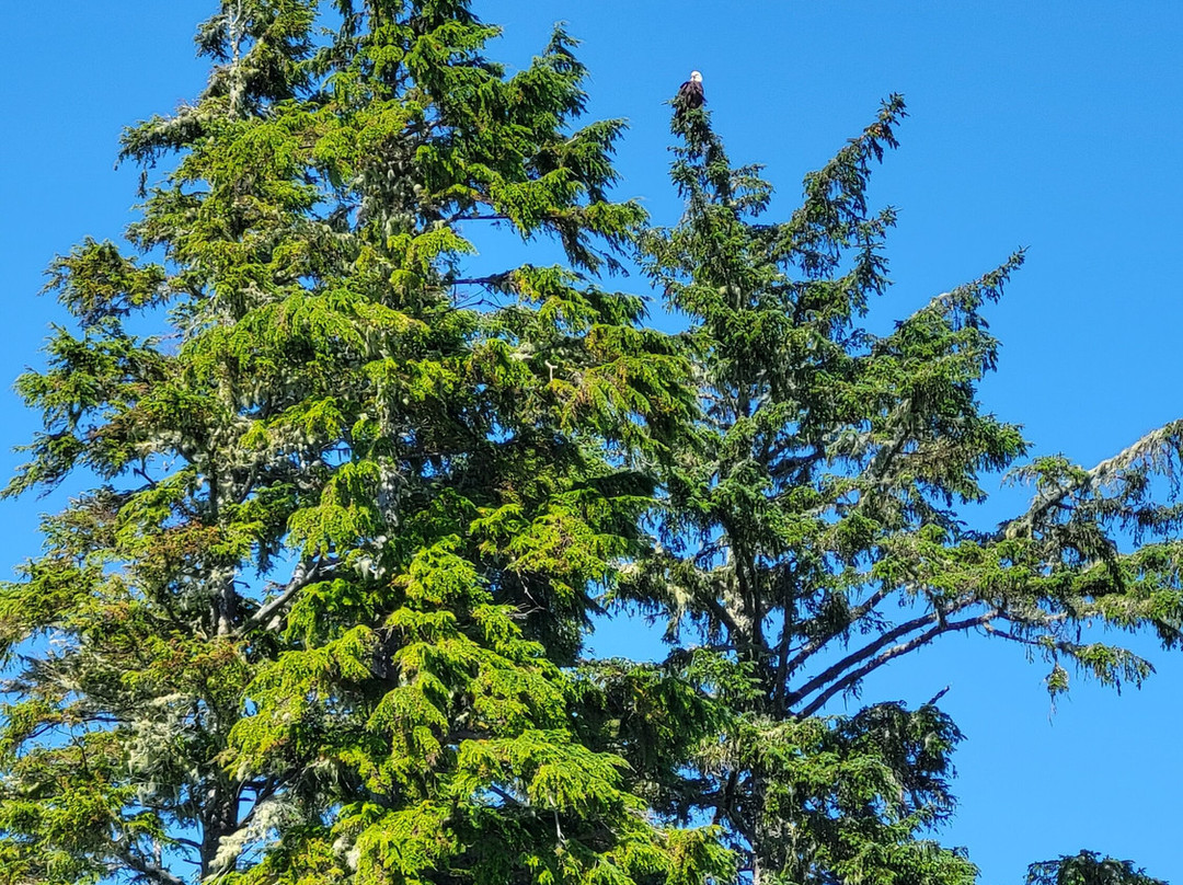 Adventure Tofino - Wildlife Tours景点图片