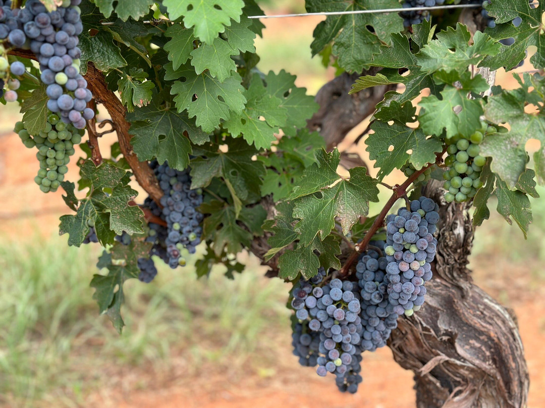 Callaghan Vineyards-Elgin必去景点