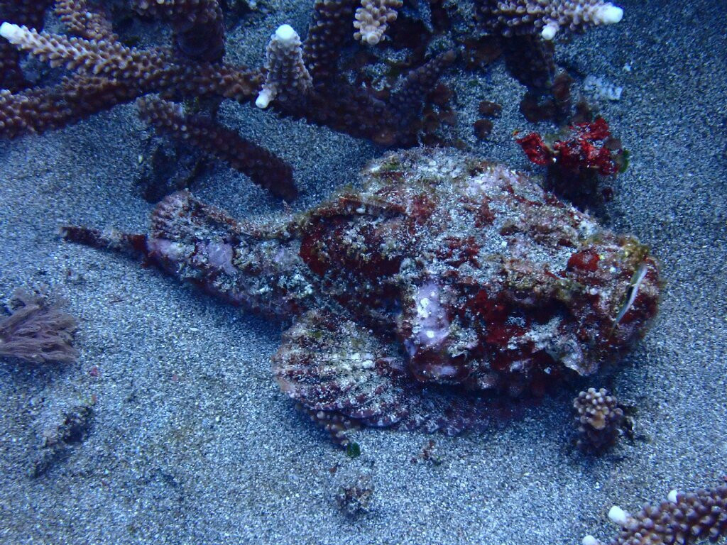 亚洲Scuba中心-蓝梦岛必去景点