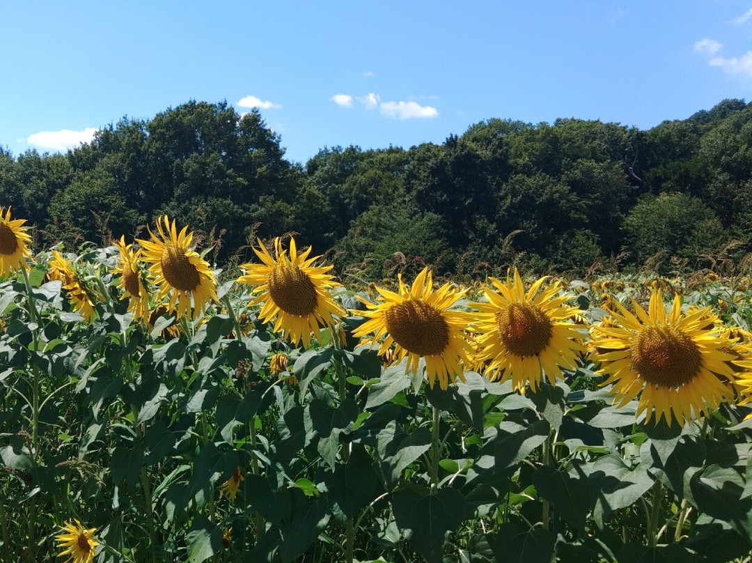 Sannokura Ski Area-喜多方市必去景点