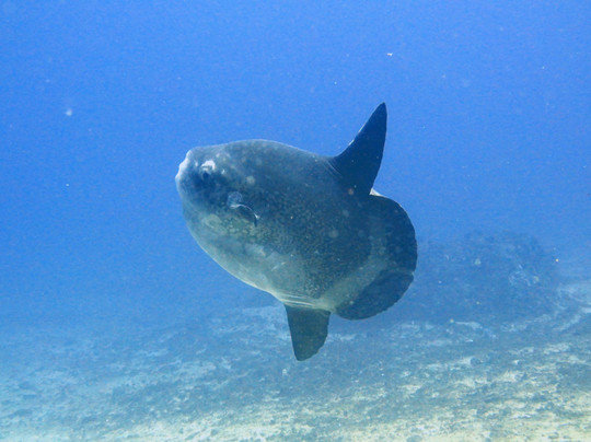 海王巴厘潜水俱乐部-沙努尔必去景点