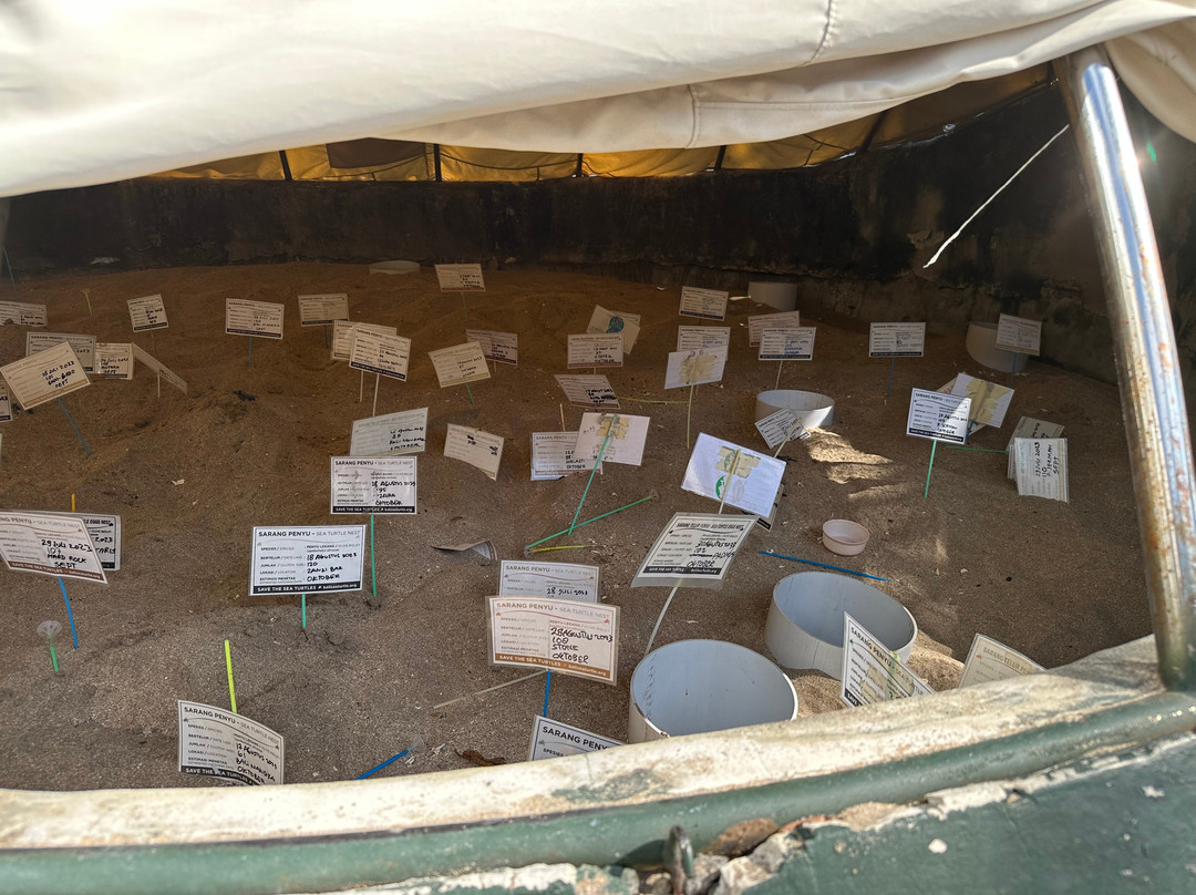 巴厘岛海龟协会-库塔必去景点