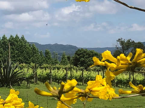 Estância Do Vino主图
