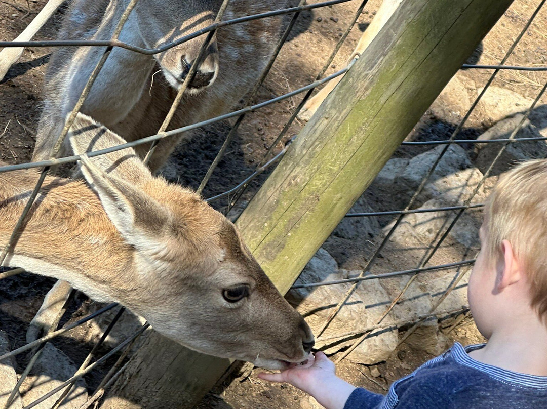Little Ponderosa Zoo-Clinton必去景点
