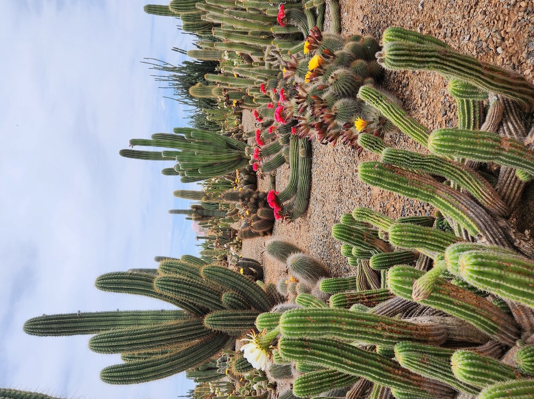 Cactus Country-Strathmerton必去景点