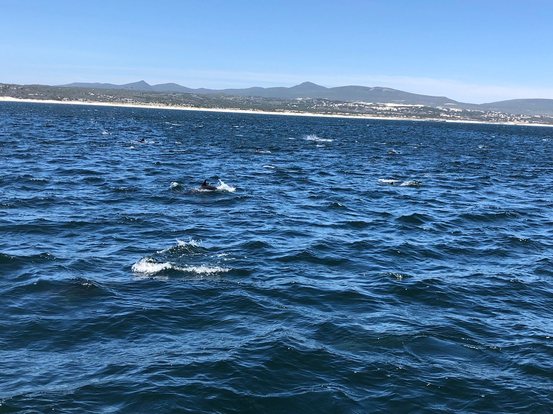 Ivanhoe Sea Safaris-干斯拜必去景点