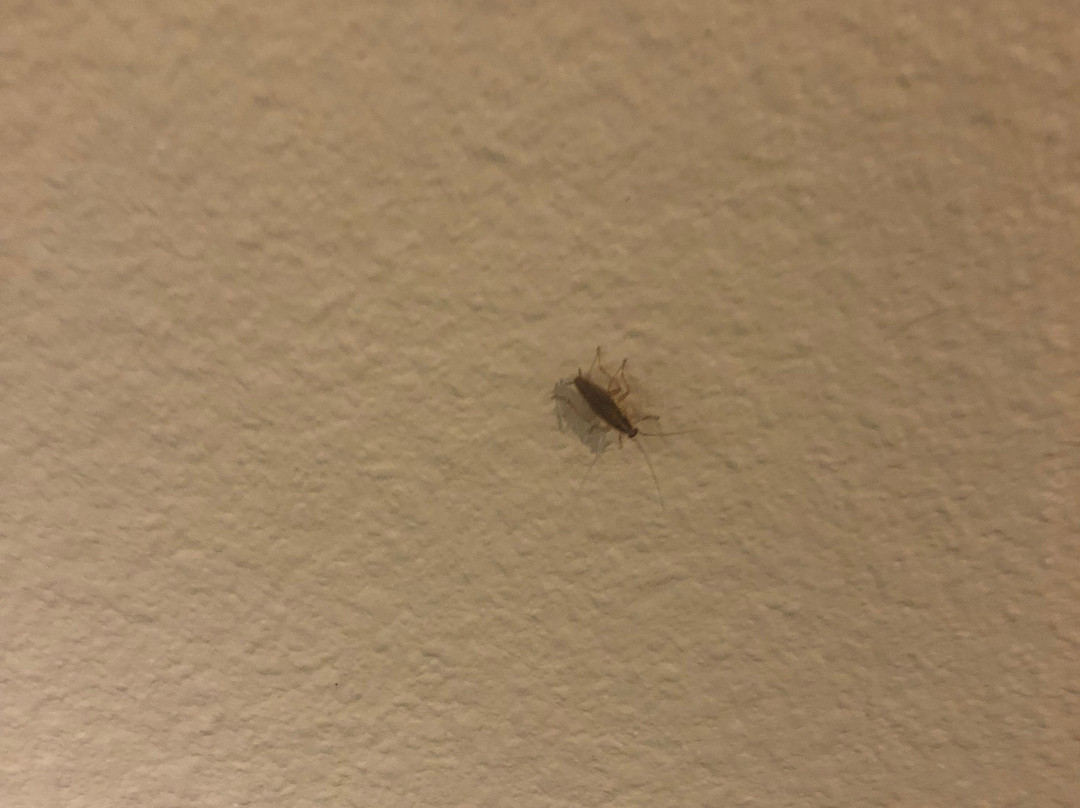 Suburban Extended Stay Birmingham Homewood主图