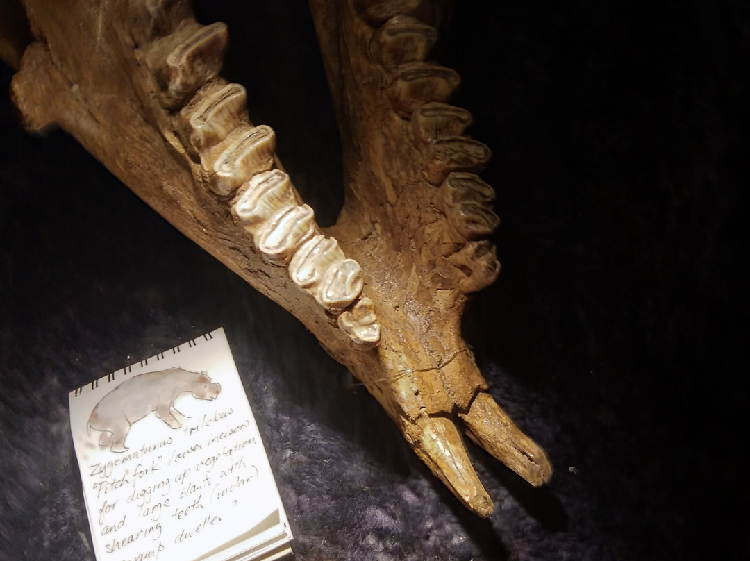 Wonambi Fossil Centre-Naracoorte必去景点