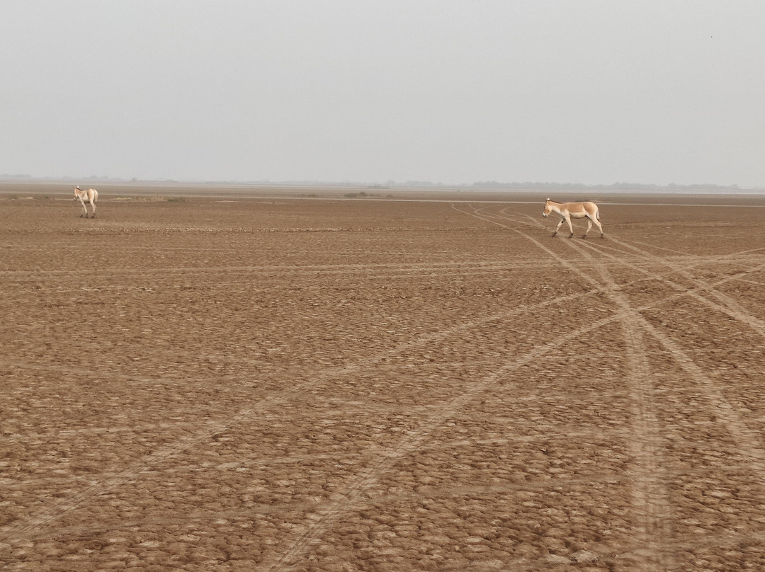 Indian Wild Ass Sanctuary景点图片