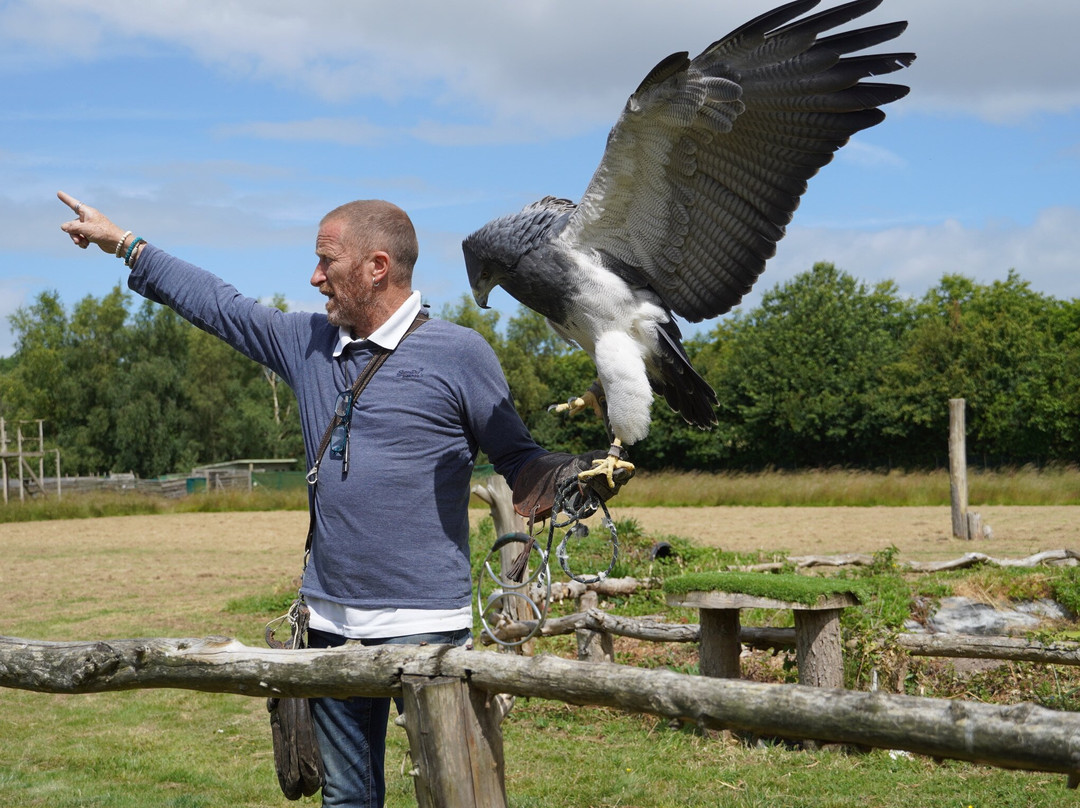 Xtreme Falconry at Dorset Falconry Park景点图片