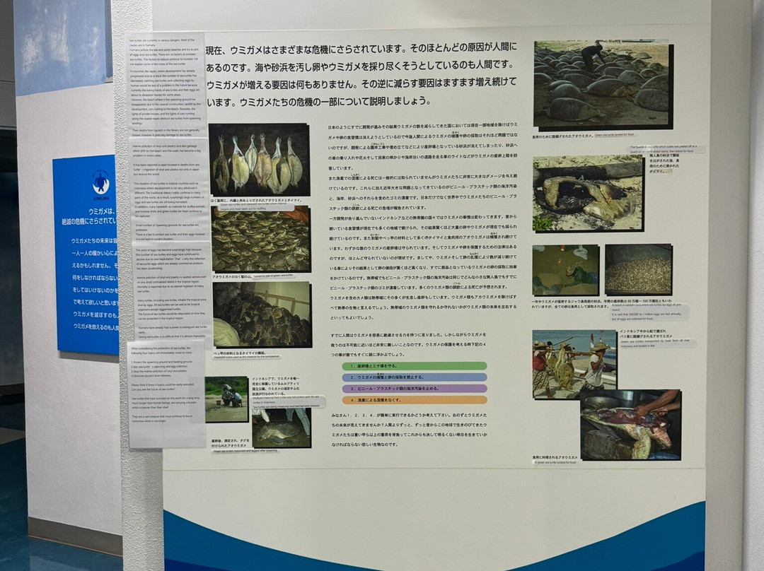 Sea Turtle Museum of Kumejima景点图片