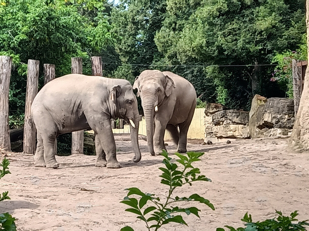 Zoo Heidelberg景点图片