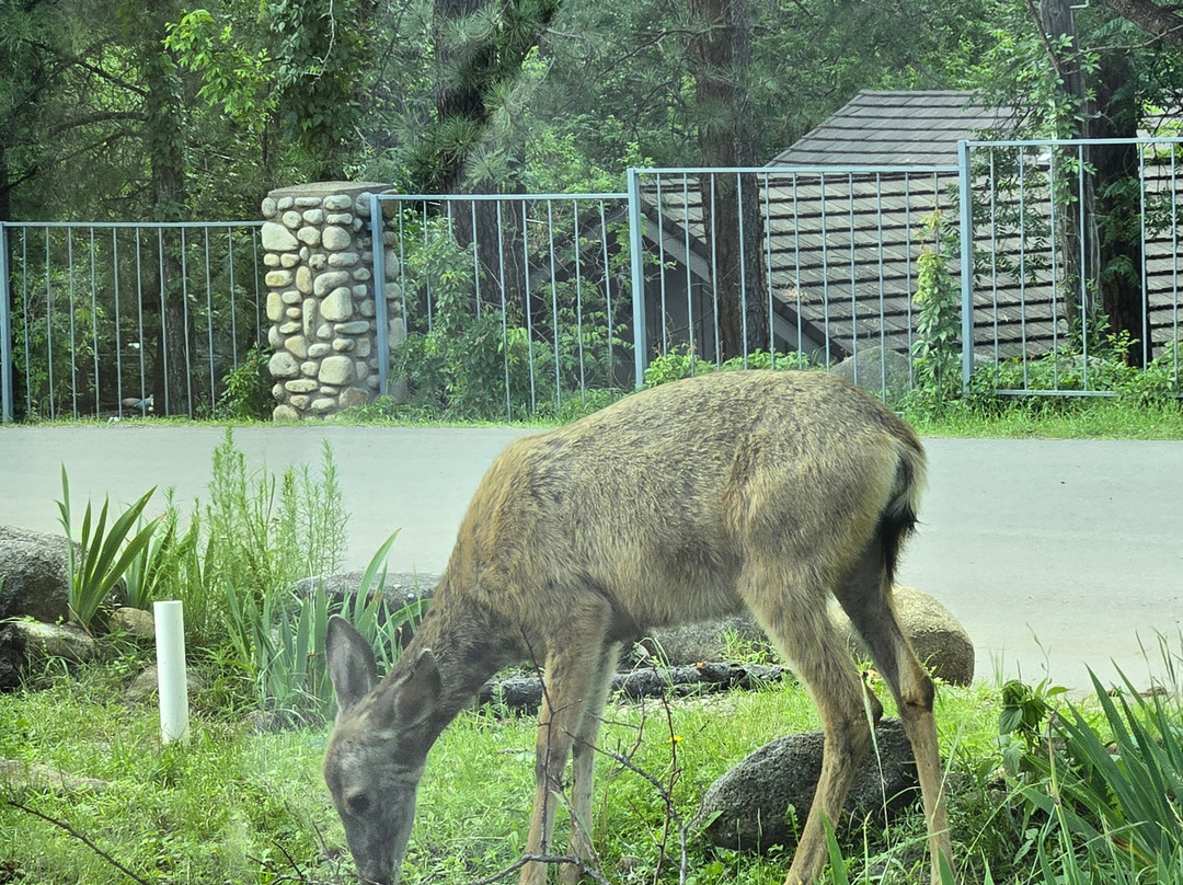 Shadow Mountain Lodge and Cabins主图