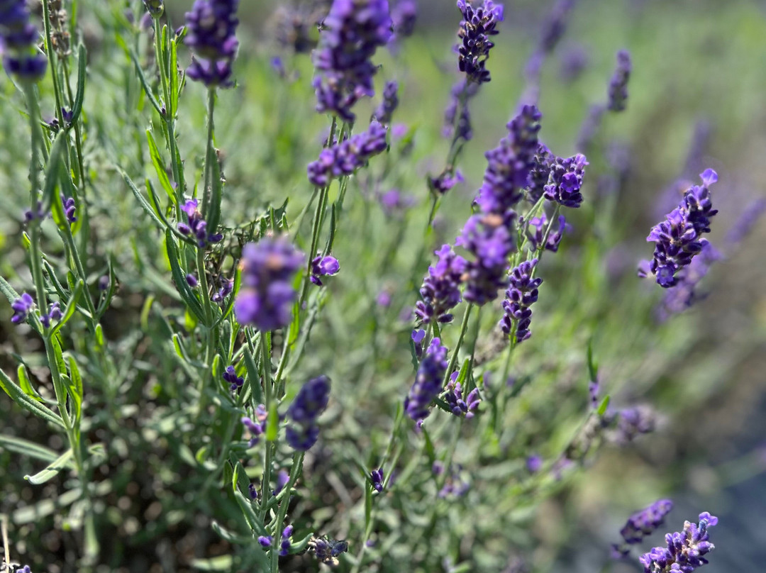 Purple Haven Lavender Farm-Haldimand必去景点