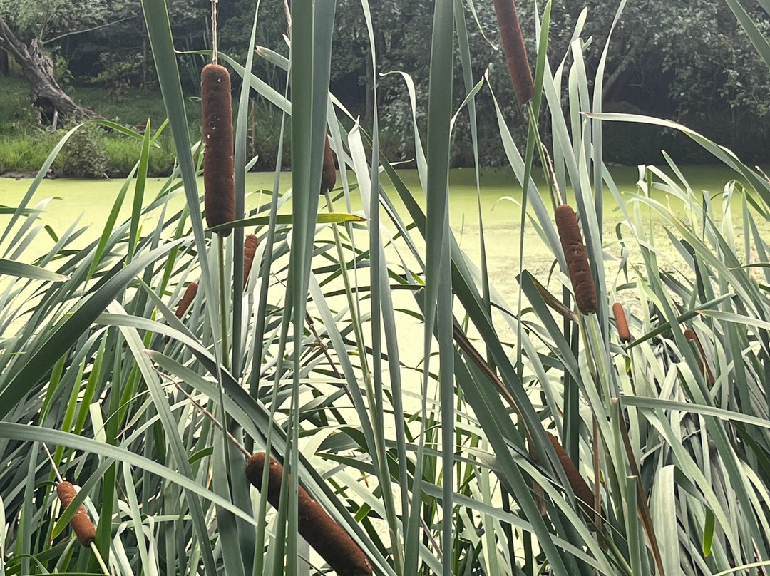 Laurelwood Arboretum景点图片