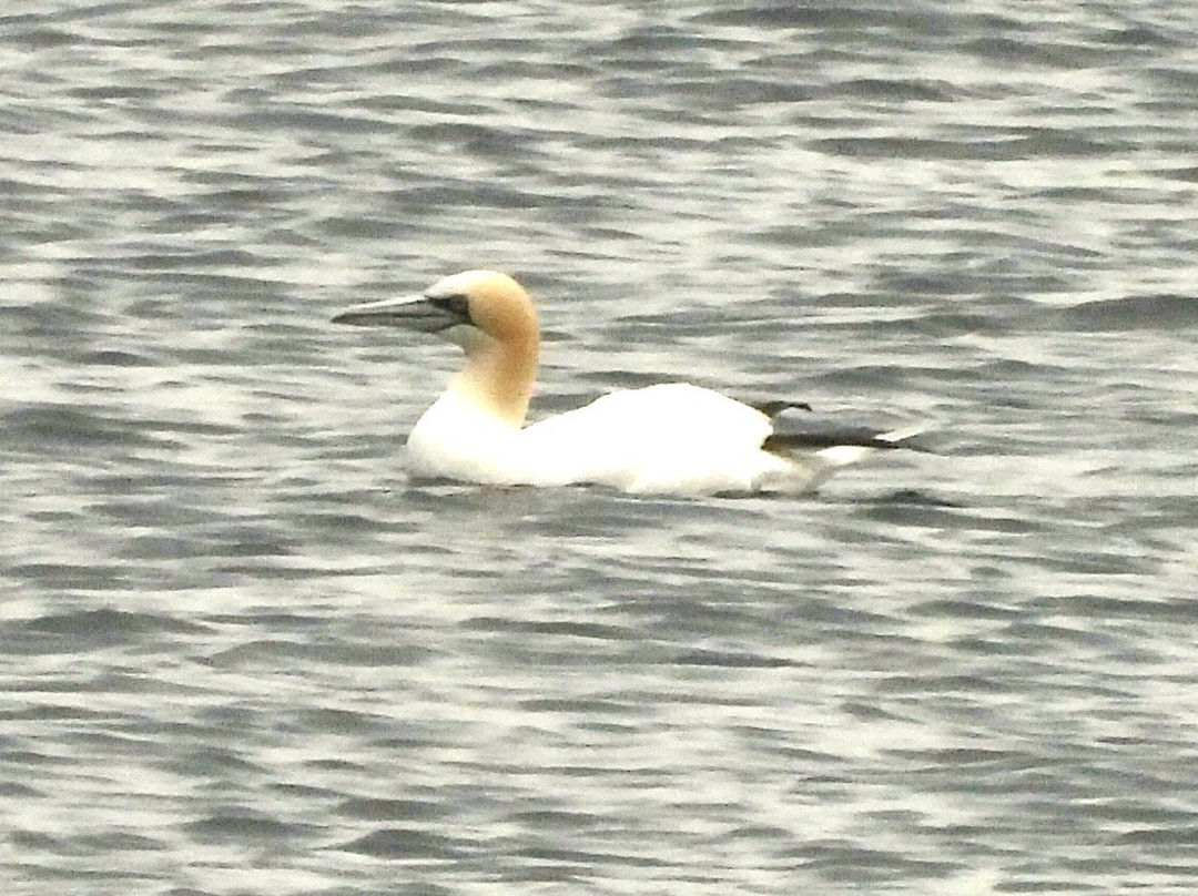 Souris Lighthouse-Souris必去景点