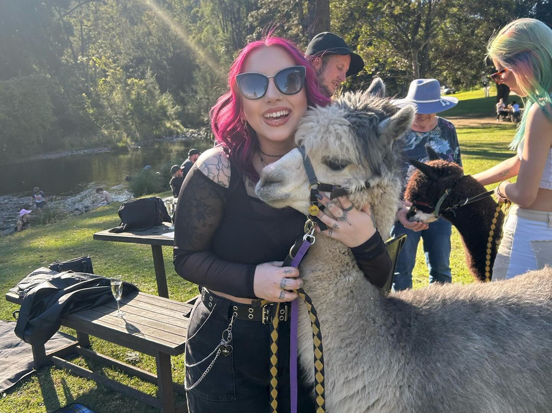 Mountview Alpaca Farm景点图片