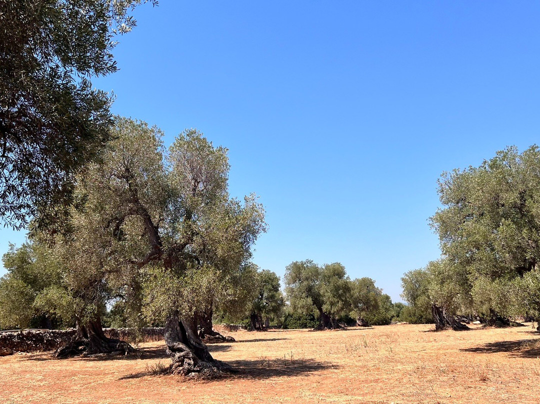 Masseria Stefanodelconte主图