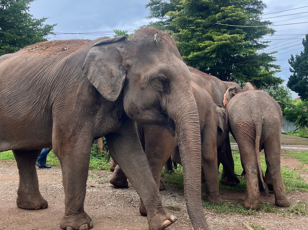 The North of Thailand Elephant Camp-清迈必去景点