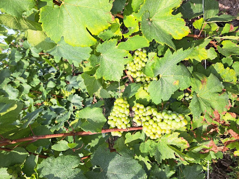 L'Echappée Champenoise-兰斯必去景点