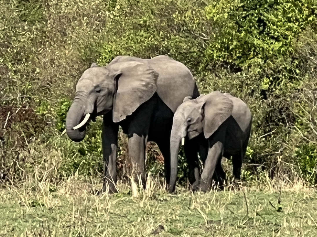 Top Africa Safaris景点图片