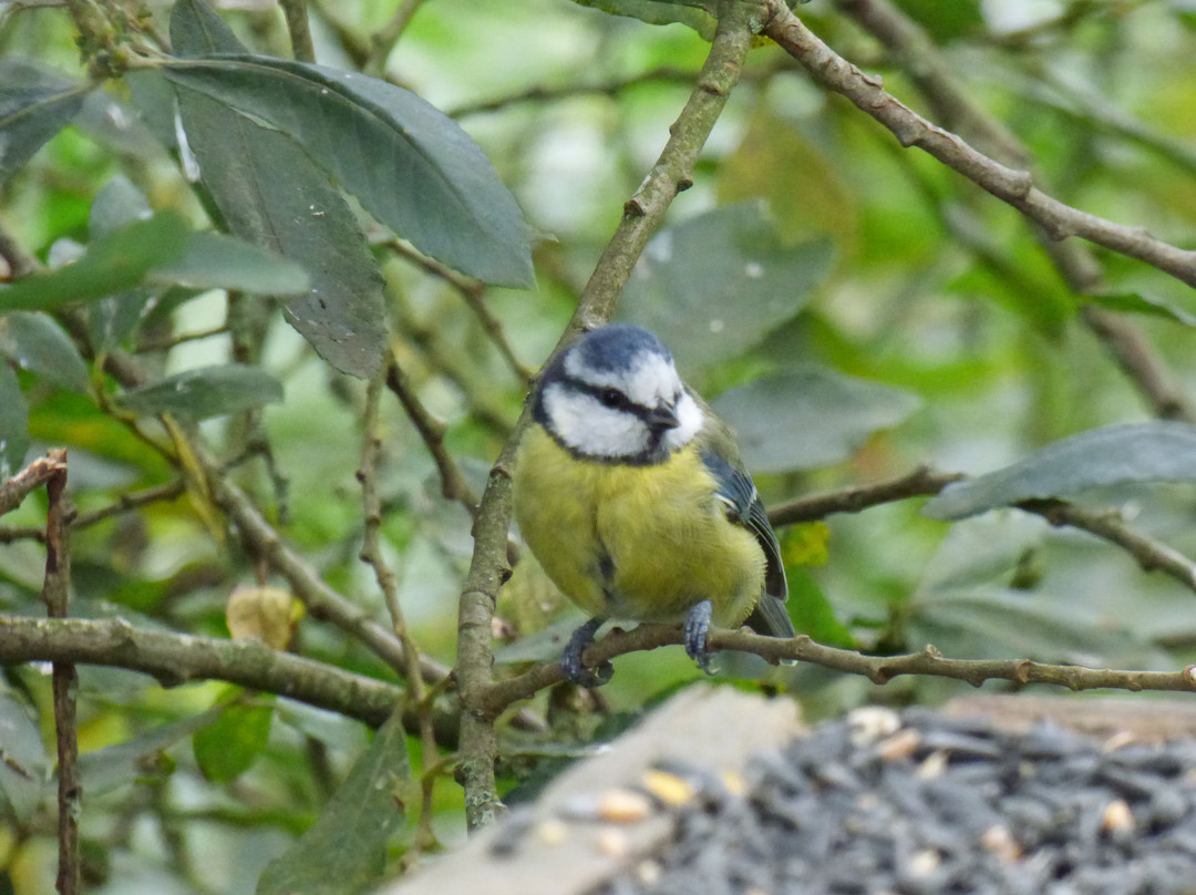 Sculthorpe Moor Nature Reserve-Fakenham必去景点