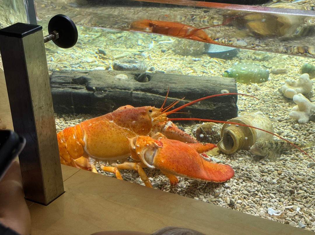 NAVIGO - National Fisheries Museum-东代恩凯尔克必去景点