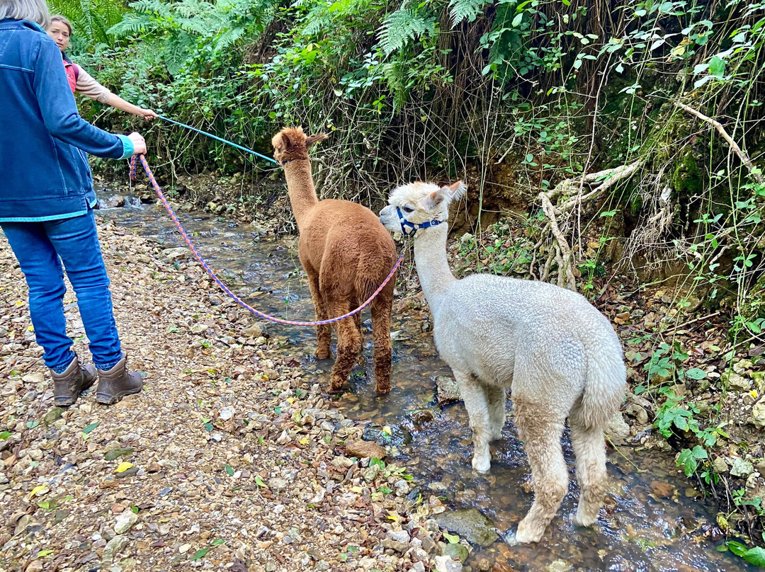 Bearhouse Alpacas-Sidbury必去景点